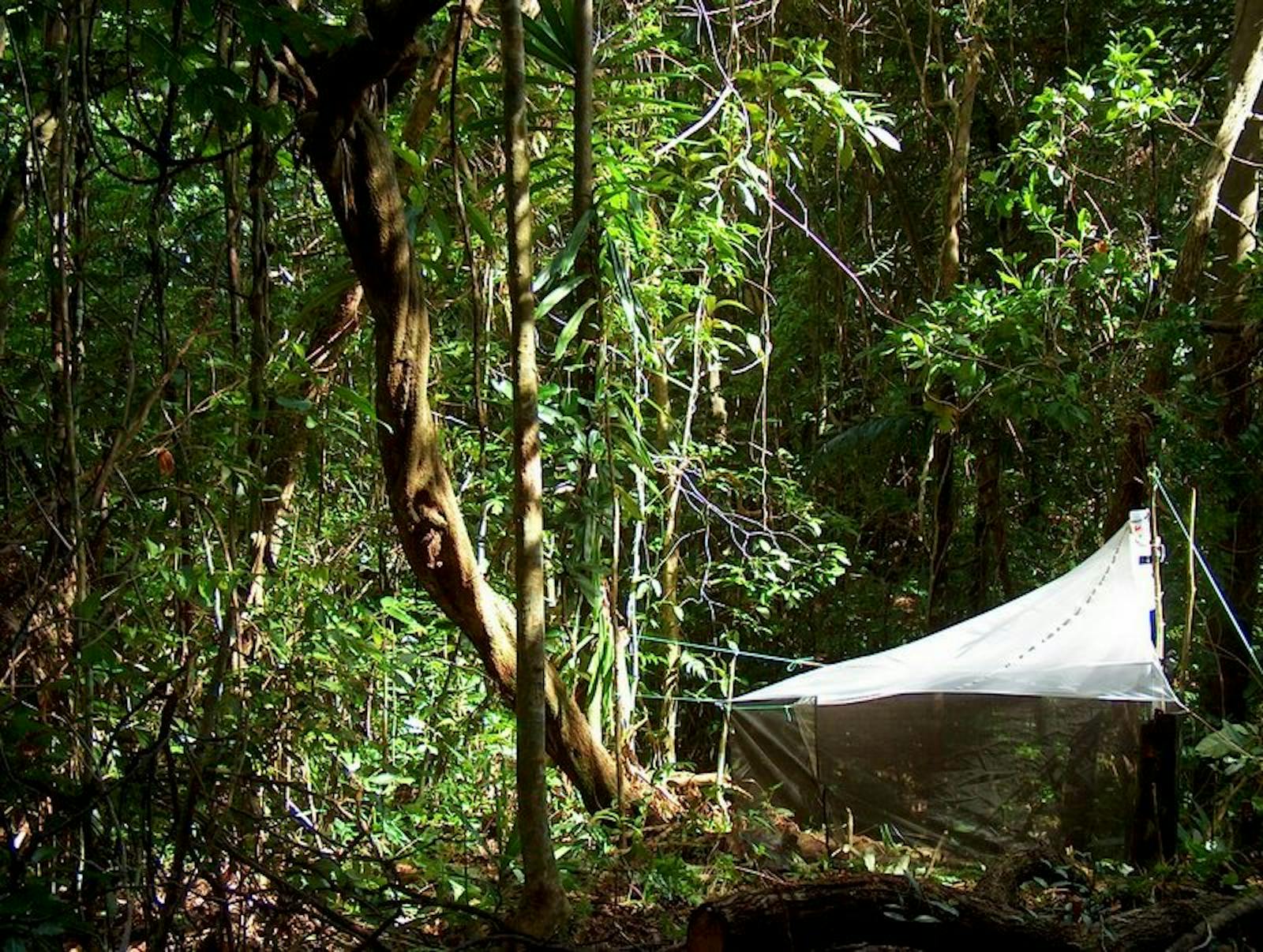 fiji-tropical-moist-forests-one-earth